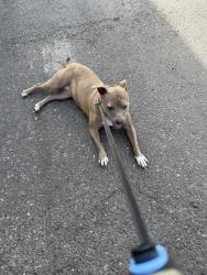 Lost Female Dog last seen Near NE 88th Vancouver court , Vancouver, WA 98662