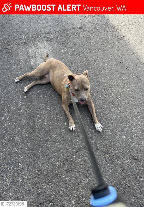 Lost Female Dog last seen Near NE 88th Vancouver court , Vancouver, WA 98662