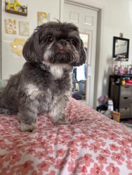 Lost Female Dog last seen Fields Ertel, Symmes Township, OH 45249