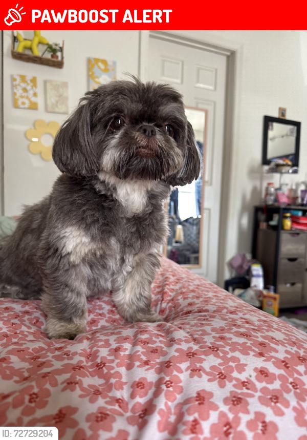Lost Female Dog last seen Fields Ertel, Symmes Township, OH 45249