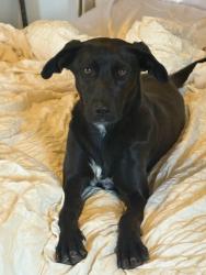 Found/Stray Female Dog last seen Zaragoza & Tierra este, El Paso, TX 79938