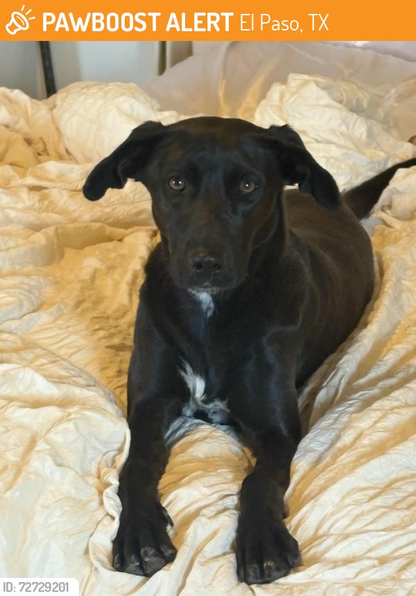 Found/Stray Female Dog last seen Zaragoza & Tierra este, El Paso, TX 79938