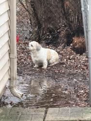 Found/Stray Unknown Dog last seen Camden and Fox Hill, Aurora, IL 60504