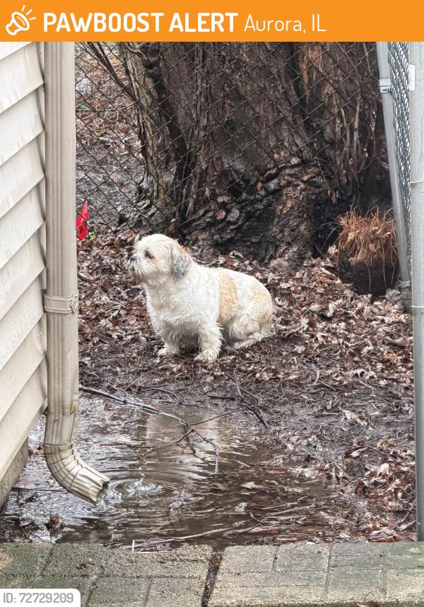 Found/Stray Unknown Dog last seen Camden and Fox Hill, Aurora, IL 60504