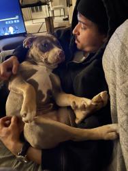 Lost Female Dog last seen Serednade Rd, Clinton, MD 20735