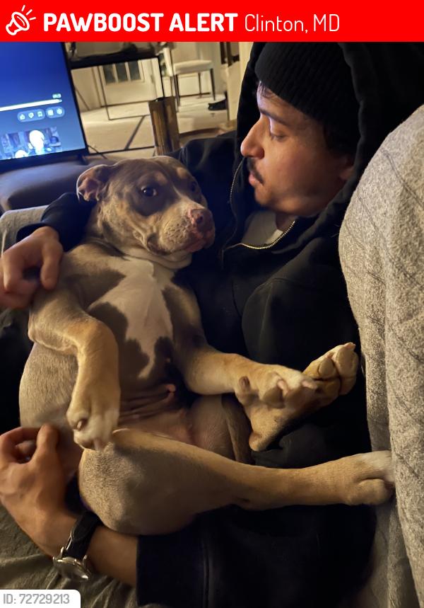 Lost Female Dog last seen Serednade Rd, Clinton, MD 20735