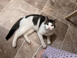 Found/Stray Male Cat last seen Behind the building, Minneapolis, MN 55421