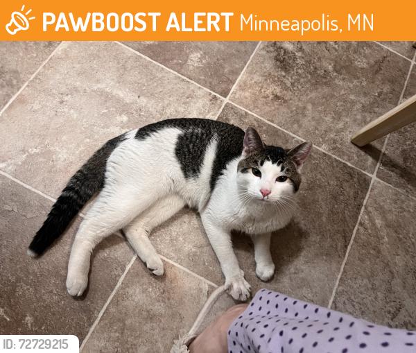 Found/Stray Male Cat last seen Behind the building, Minneapolis, MN 55421