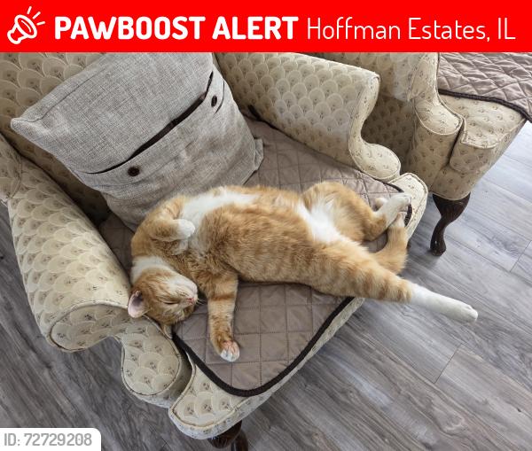 Lost Male Cat last seen Flagstaff rd, Hoffman Estates, IL 60169