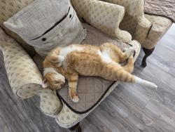 Lost Male Cat last seen Flagstaff rd, Hoffman Estates, IL 60169