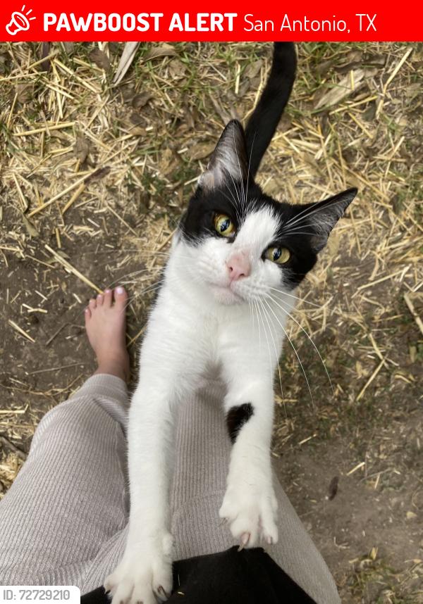 Lost Female Cat last seen Spring Pebble and Spring Mist, San Antonio, TX 78247