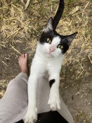 Lost Female Cat last seen Spring Pebble and Spring Mist, San Antonio, TX 78247