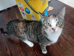 Lost Female Cat last seen Near e Belmont Caldwell Idaho , Caldwell, ID 83605