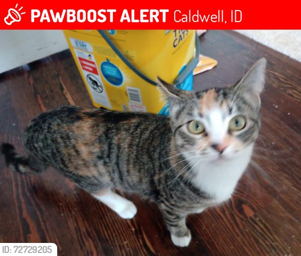 Lost Female Cat last seen Near e Belmont Caldwell Idaho , Caldwell, ID 83605
