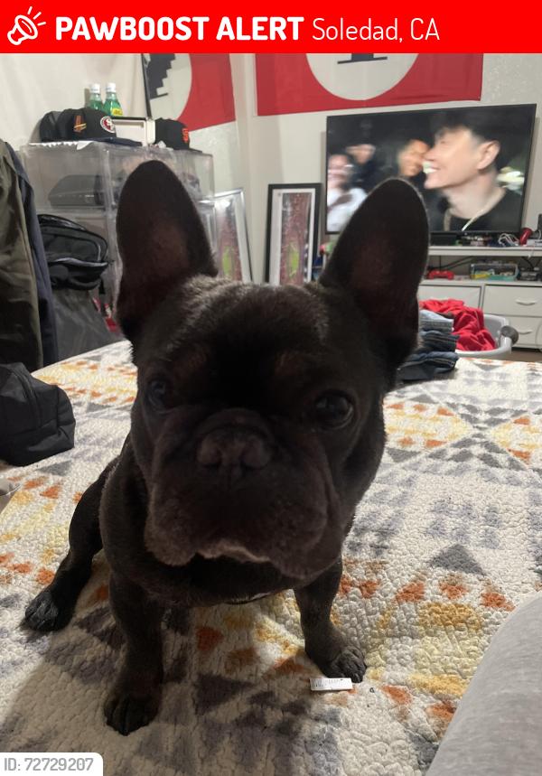 Lost Male Dog last seen orchard and san rafael, Soledad, CA 93960