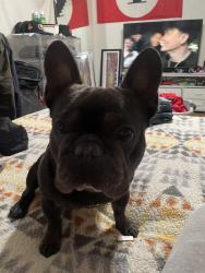 Lost Male Dog last seen orchard and san rafael, Soledad, CA 93960