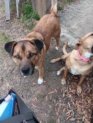 Lost Male Dog last seen FM 2782 and 59S, Nacogdoches County, TX 75964
