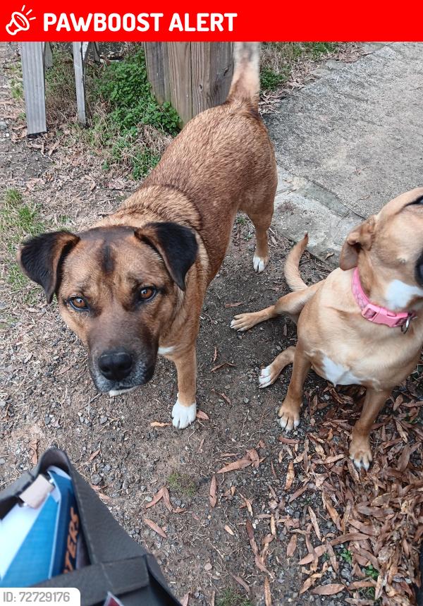 Lost Male Dog last seen FM 2782 and 59S, Nacogdoches County, TX 75964