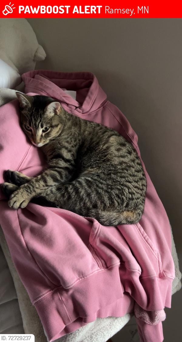 Lost Female Cat last seen Near 47 in Ramsey, Ramsey, MN 55303