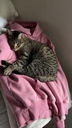 Lost Female Cat last seen Near 47 in Ramsey, Ramsey, MN 55303