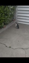 Lost Male Cat last seen Loma Vista , Ventura, CA 93003