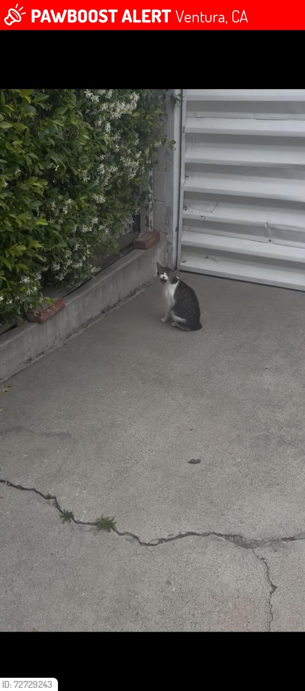 Lost Male Cat last seen Loma Vista , Ventura, CA 93003