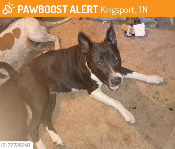 Found/Stray Female Dog last seen Ketron School, Kingsport, TN 37660