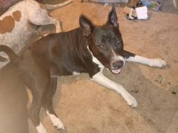Found/Stray Female Dog last seen Ketron School, Kingsport, TN 37660
