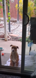 Found/Stray Male Dog last seen Elmira, La Riviera, CA 95827
