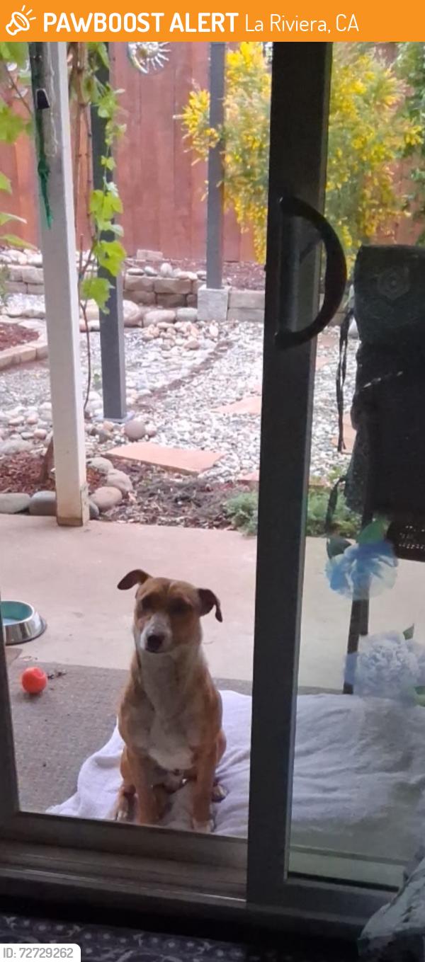 Found/Stray Male Dog last seen Elmira, La Riviera, CA 95827