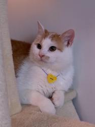 Lost Male Cat last seen 111th south ozona park , Queens, NY 11420