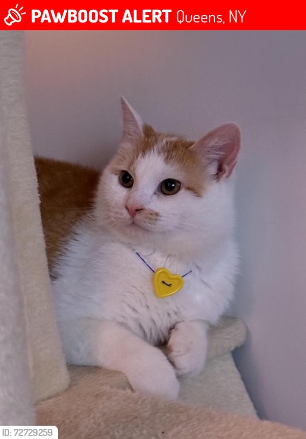 Lost Male Cat last seen 111th south ozona park , Queens, NY 11420