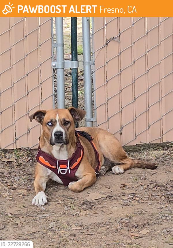 Found/Stray Female Dog last seen First and kings canyon , Fresno, CA 93702