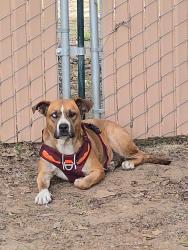 Found/Stray Female Dog last seen First and kings canyon , Fresno, CA 93702
