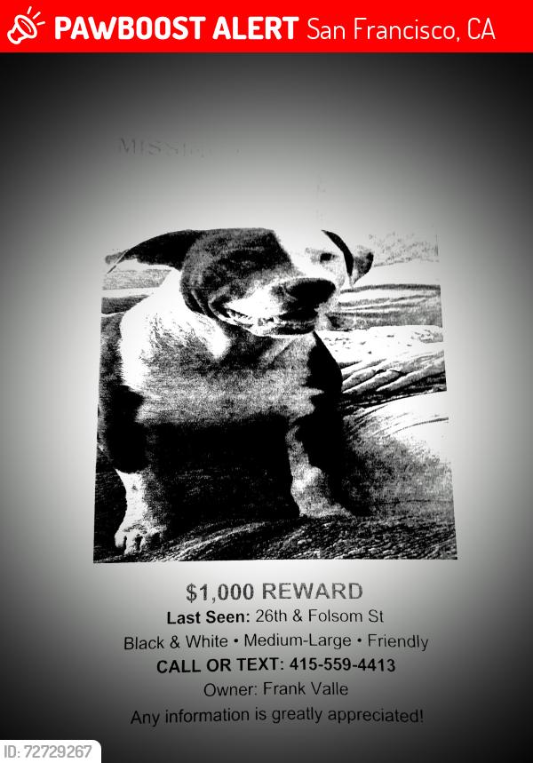 Lost Female Dog last seen 26th & harrison, San Francisco, CA 94110