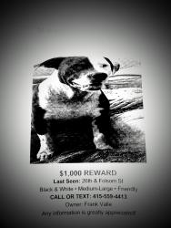 Lost Female Dog last seen 26th & harrison, San Francisco, CA 94110