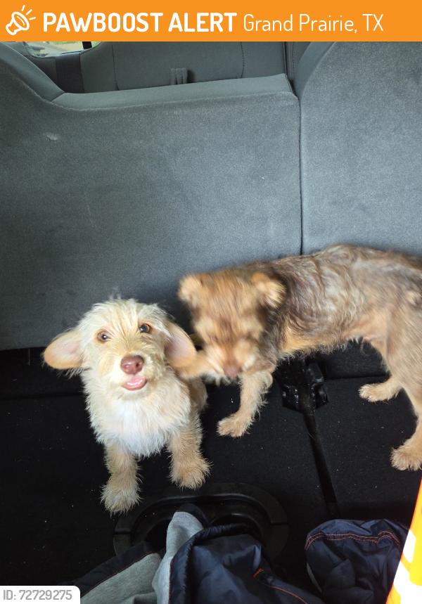 Found/Stray Unknown Dog last seen Sandra and Aberdeen, Grand Prairie, TX 75052