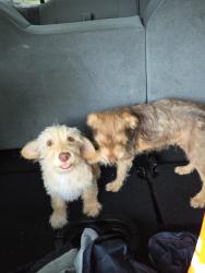 Found/Stray Unknown Dog last seen Sandra and Aberdeen, Grand Prairie, TX 75052