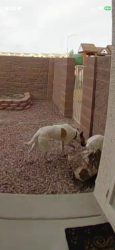 Found/Stray Unknown Dog last seen Cocoplum Ct/Mona Ln right off Greenway, Henderson, NV 89015