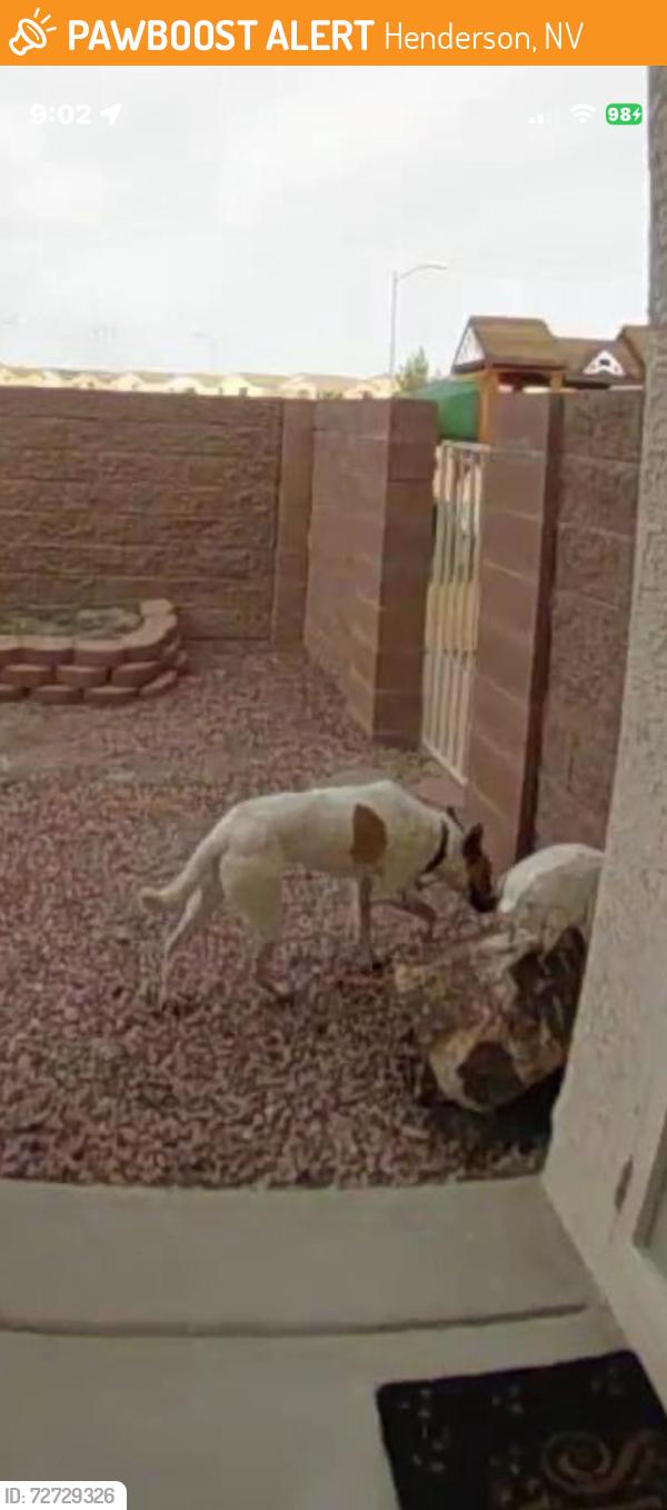 Found/Stray Unknown Dog last seen Cocoplum Ct/Mona Ln right off Greenway, Henderson, NV 89015
