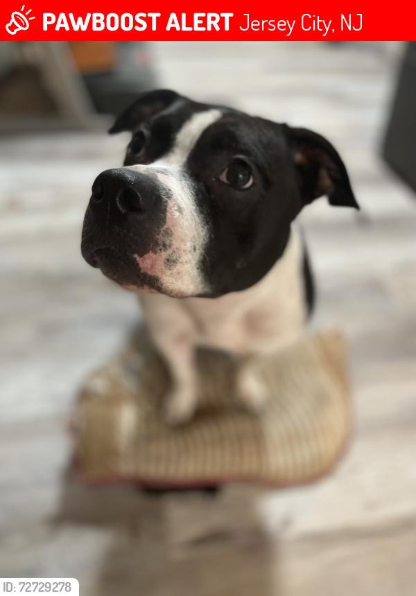 Lost Male Dog last seen Monticello & Belmont Ave, Jersey City, NJ 07304