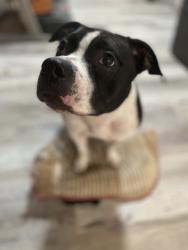 Lost Male Dog last seen Monticello & Belmont Ave, Jersey City, NJ 07304
