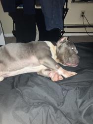 Found/Stray Male Dog last seen Wellspring church , Canonsburg, PA 15317