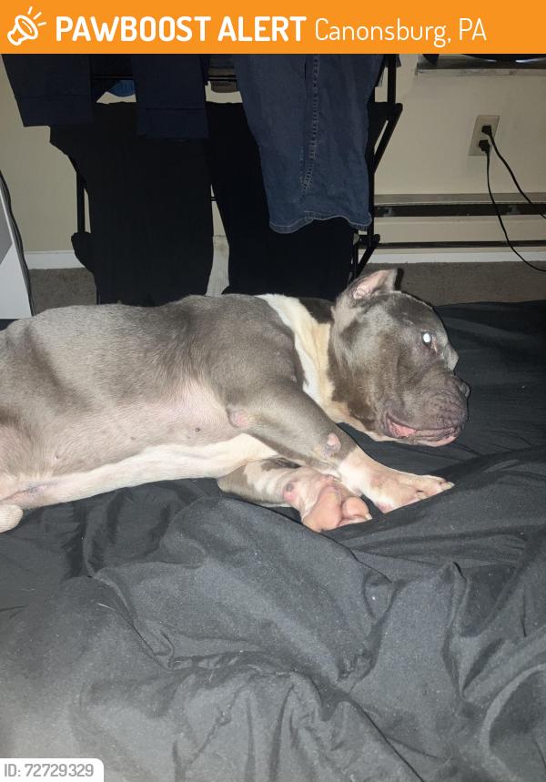 Found/Stray Male Dog last seen Wellspring church , Canonsburg, PA 15317