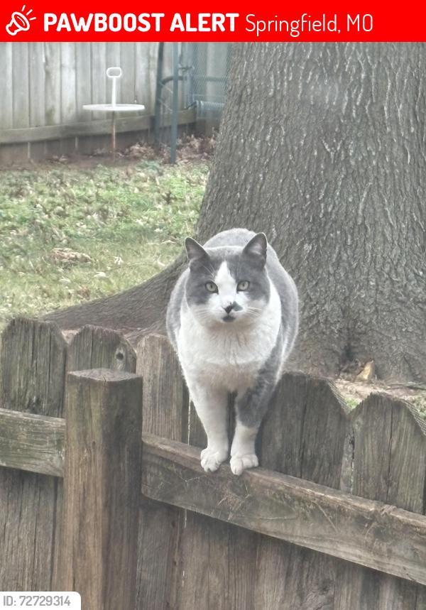 Lost Male Cat last seen Battlefield & Jefferson, Springfield, MO 65807