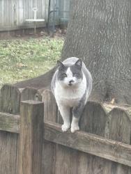 Lost Male Cat last seen Battlefield & Jefferson, Springfield, MO 65807