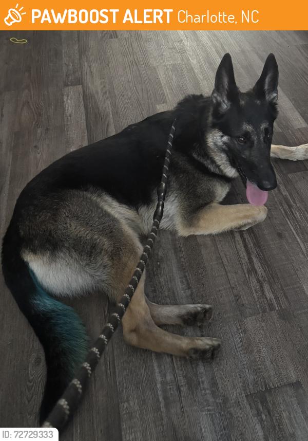 Found/Stray Male Dog last seen Oak Meadow Ct, Charlotte, NC 28210