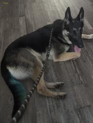 Found/Stray Male Dog last seen Oak Meadow Ct, Charlotte, NC 28210