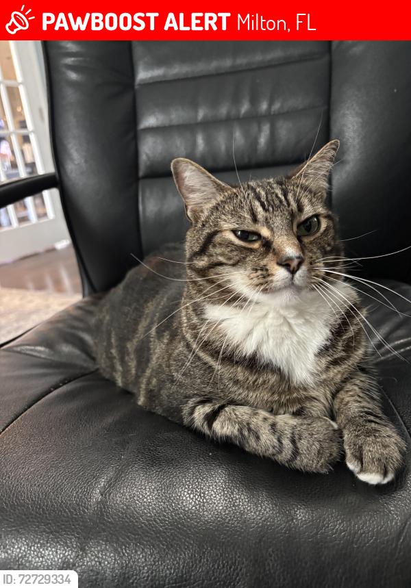 Lost Female Cat last seen Inspiration street , Milton, FL 32570