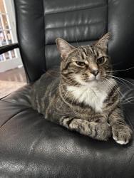 Lost Female Cat last seen Inspiration street , Milton, FL 32570